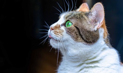 кот, зеленые глаза