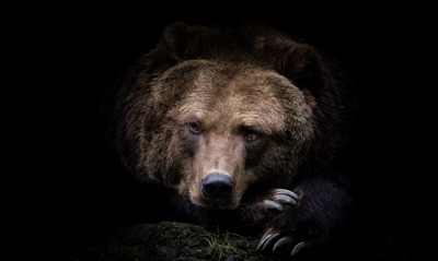 медведь, бурый