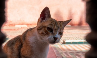 кошка, аравийский мау