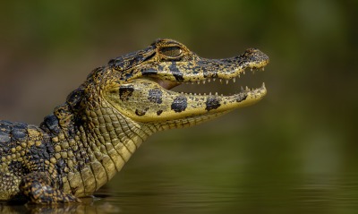 крокодил, рептилия