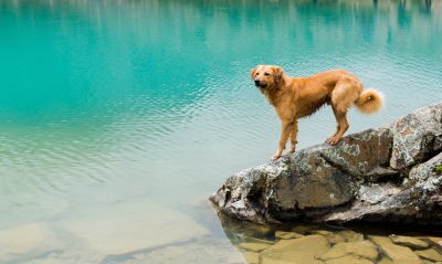 собака водоем на камне