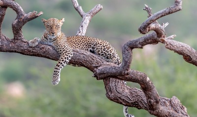 леопард, дерево