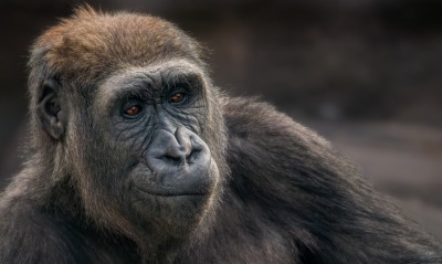 шимпанзе обезьяна морда
