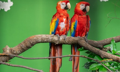 попугаи ветка какаду попугай