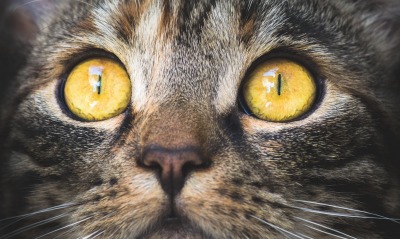 кот, глаза