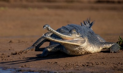 крокодил, песок