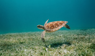 черепаха, океан