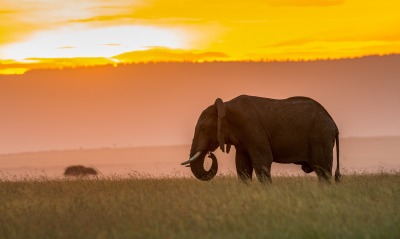 слон долина степь трава