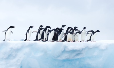 пингвины, зима
