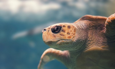 черепаха морда морская черепаха