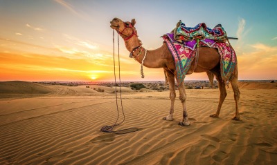 верблюд, пустыня