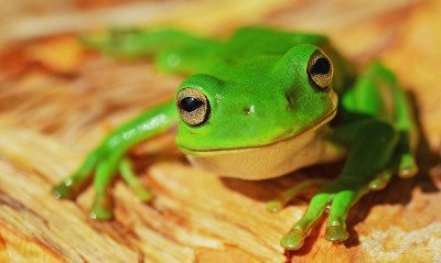 лягушка зеленая жаба
