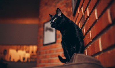 кот черный стена кирпичная