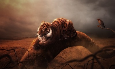 тигр, рисунок