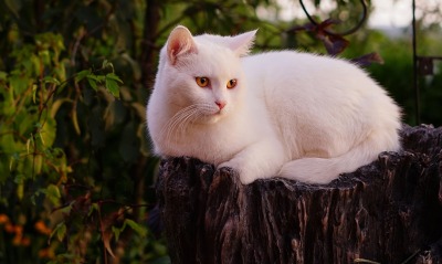 кот, белый