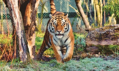 тигр, зоопарк