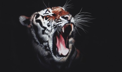 тигр, оскал