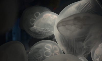 медузы, глубина