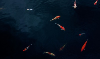 водоем, рыбы