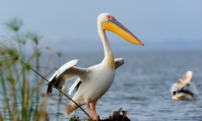 пеликан, водоем