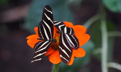 бабочки, цветок