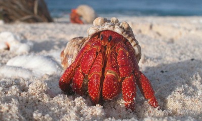 краб красный песок на берегу