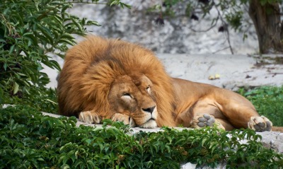 лев лежит хищник царь зверей