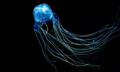 медуза, темнота
