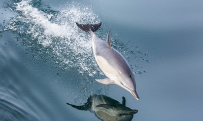 дельфин прыжок над водой брызги