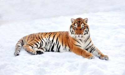 тигр снег лежит