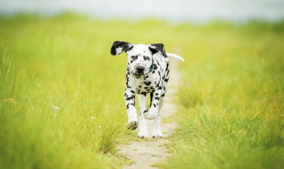 собака далматинец щенок поле трава зелень