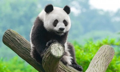 панда дерево бревно