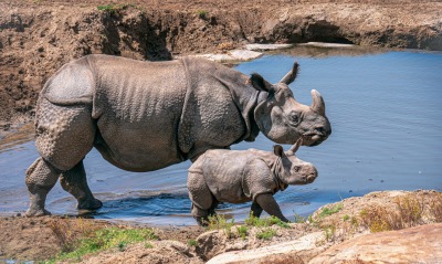 носорог болото животные