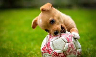 собака, мячь