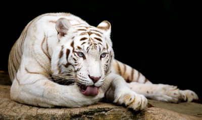 тигр, белый
