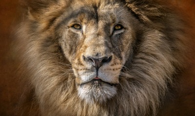 лев грива морда хищник царь зверей