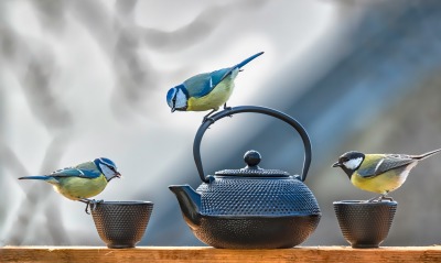 птицы воробьи чайник чашки