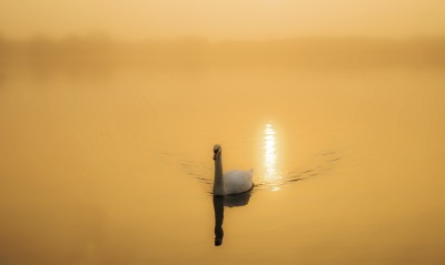 лебедь, озеро