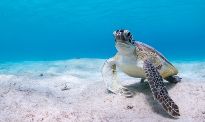 черепаха, морская