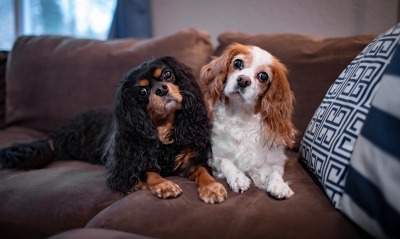 собаки, на диване