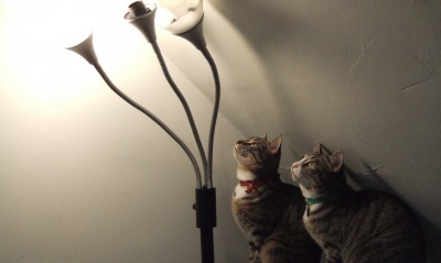 кошки, лампа