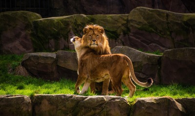 лев, львица