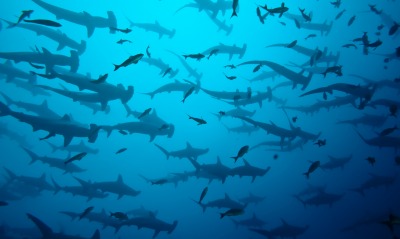 акулы, океан