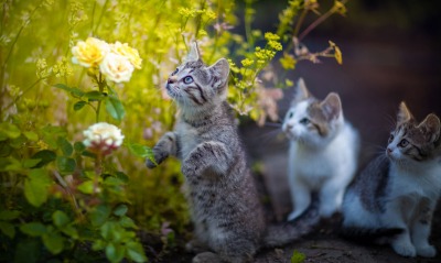 котята цветок трава кошки