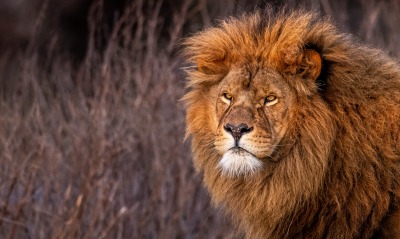 лев зверь царь зверей грива морда