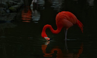 фламинго, вода