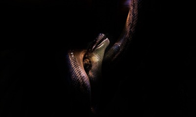 змея, черный фон