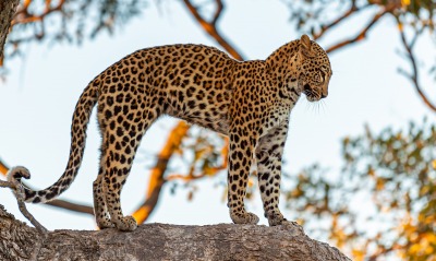 гепард на ветке ствол дерево хищник