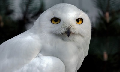 белая сова, взгляд