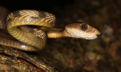 змея, рептилия